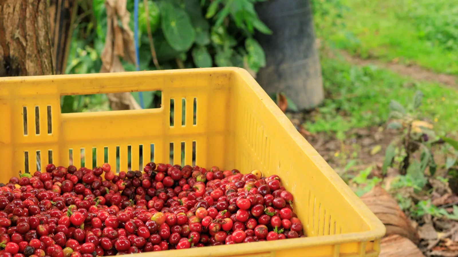 Ripe coffee cherries in a yellow crate outdoors at a Colombian farm.
