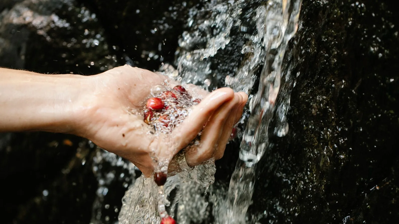 Hands washing freshly picked coffee cherries in clear water, the washed-processing step that defines Yirgacheffe