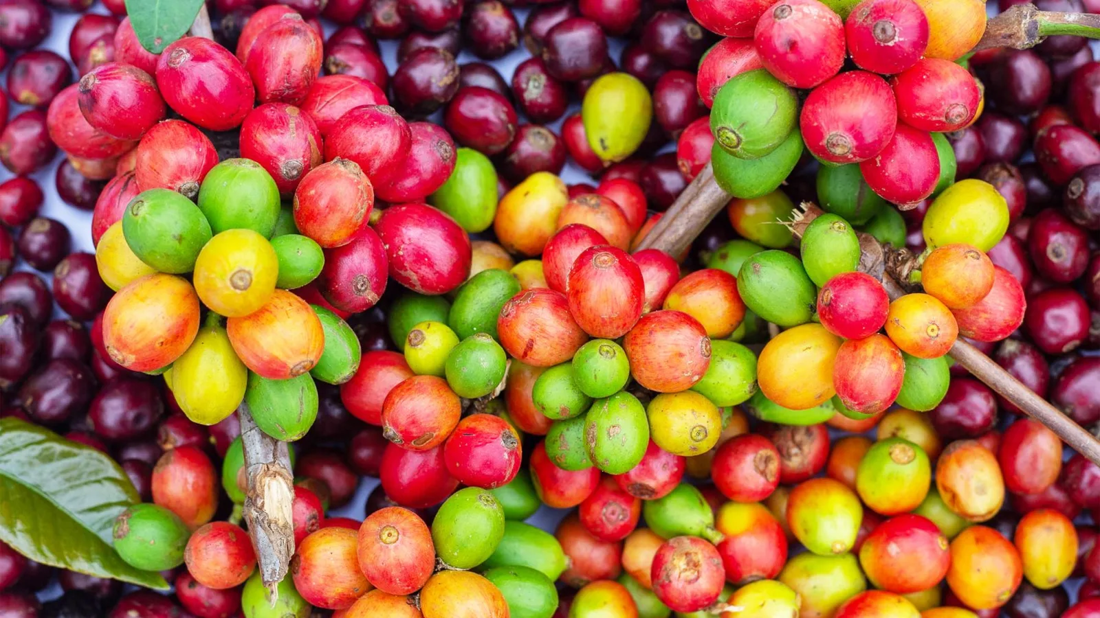 Close-up of colorful coffee cherries showcasing various ripeness stages, ideal for coffee culture exploration.