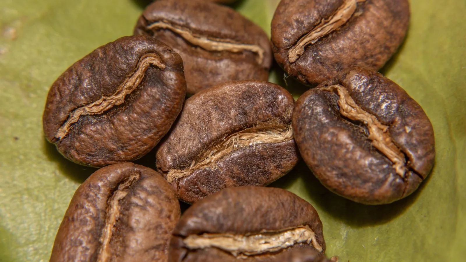 Honduras Copan coffee farm origin.