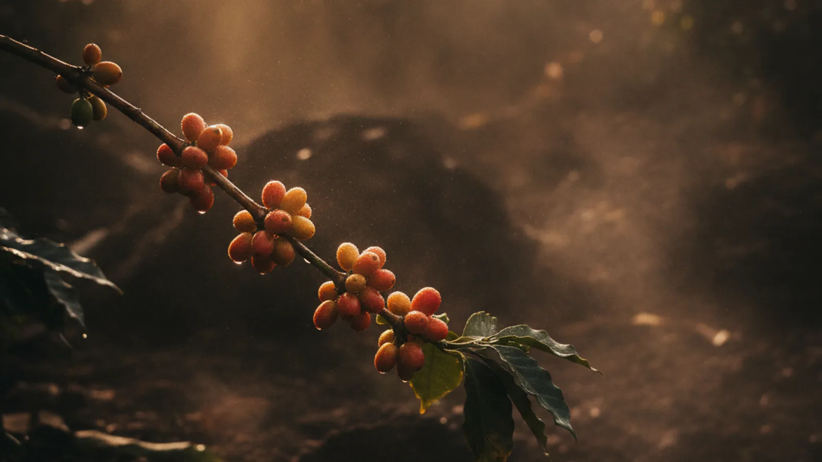 Panama Boquete volcanic highland coffee farm on the slopes of Volcan Baru, elegant thin Geisha cherries on the branch, cloud forest mist, high altitude cool light.