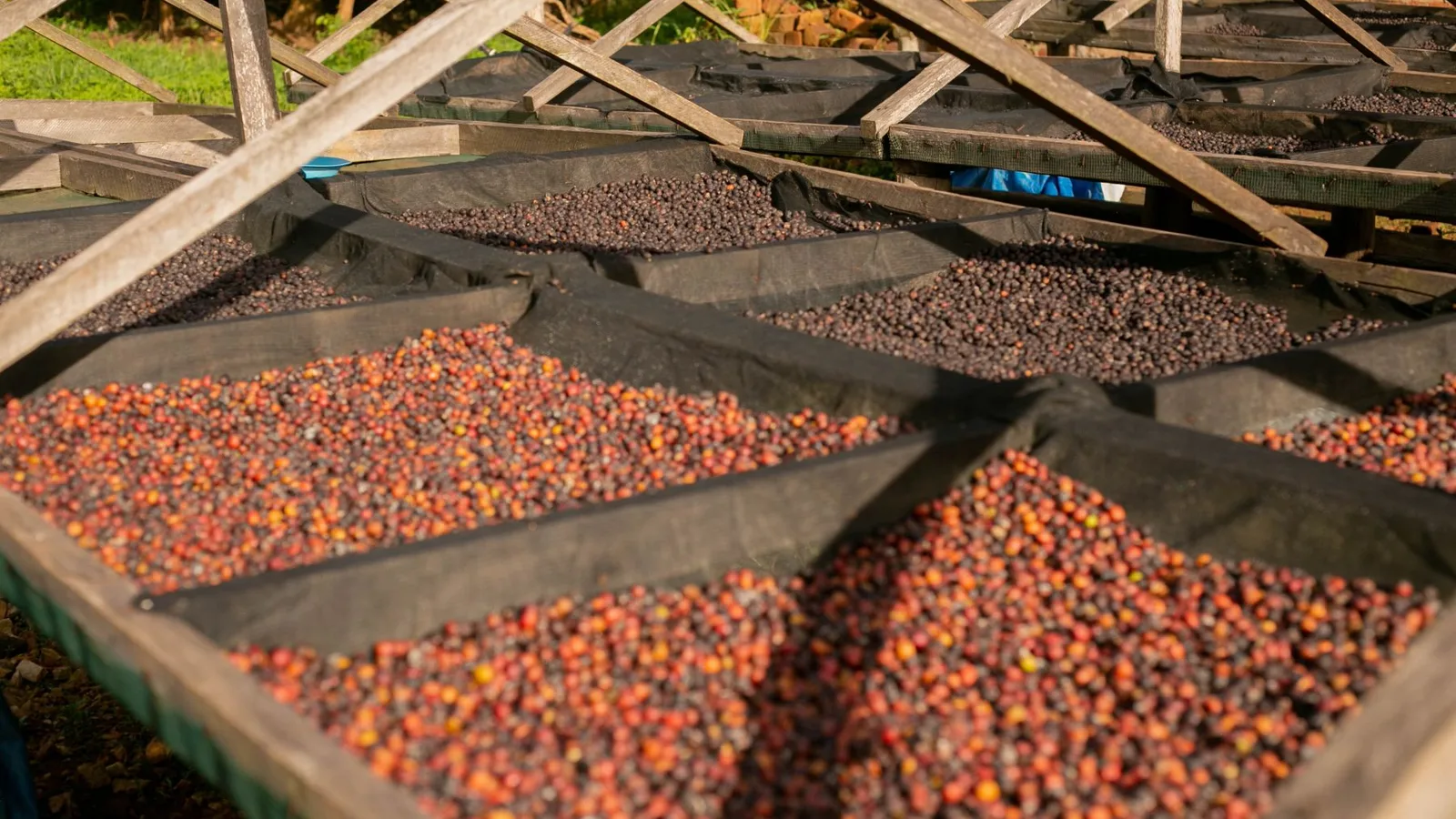 Ripe coffee cherries drying on raised racks under sunlight, showcasing traditional coffee processing.