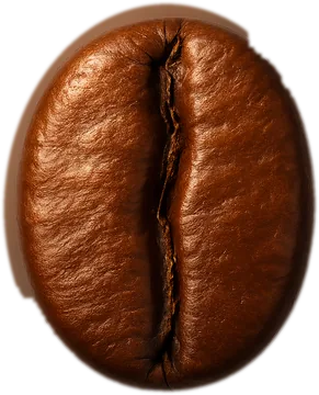 A single roasted coffee bean shown in isolated close-up product-photo style against a plain white background, its center crease running vertically down the middle