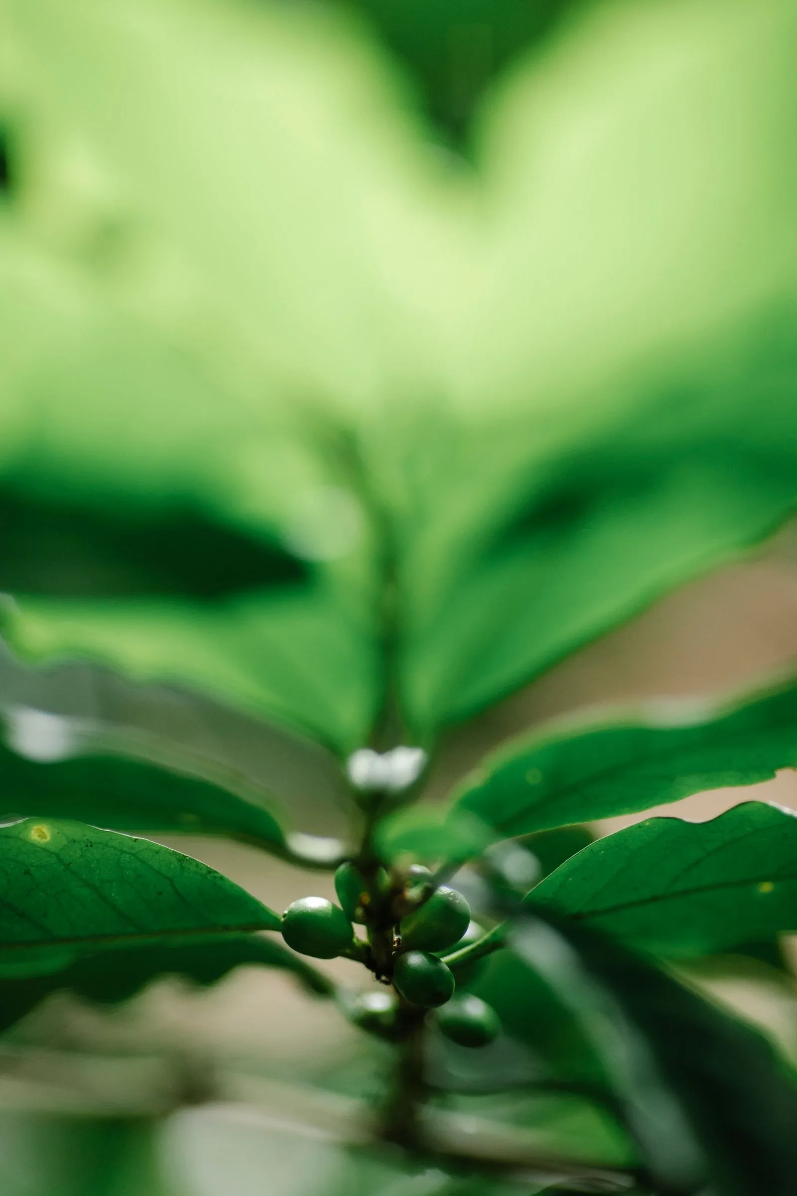 Coffee plants growing on a tropical mountain plantation in the shade