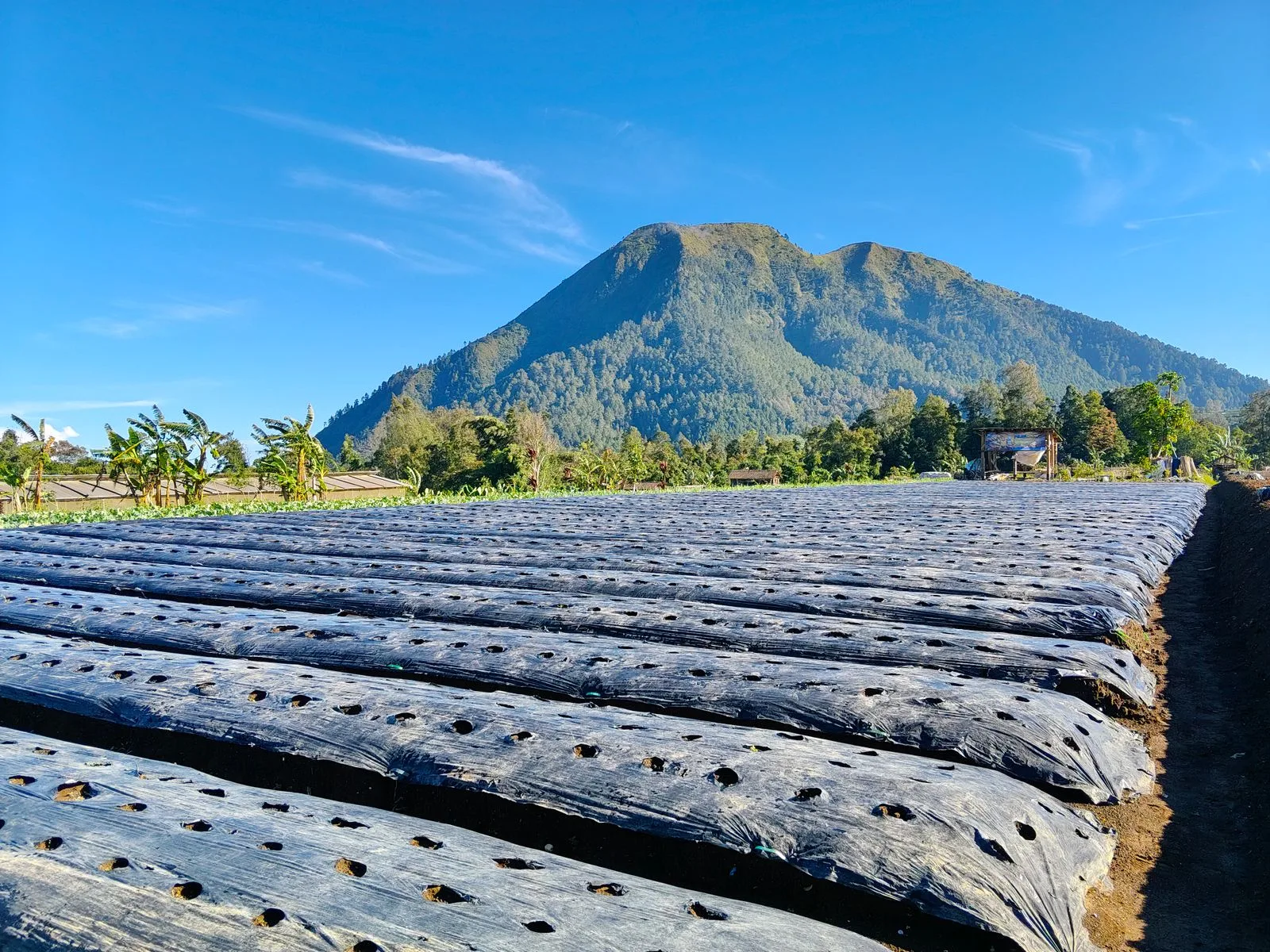 Mountain coffee plantation with ripening red cherries growing on steep terrain
