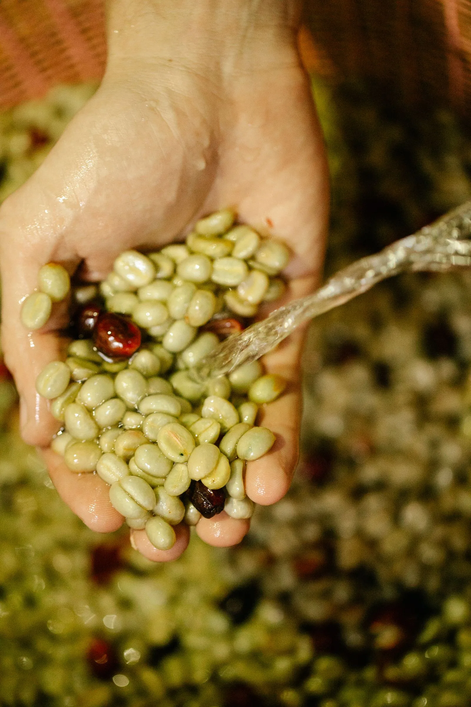 Dried coffee beans at different processing stages, natural and washed