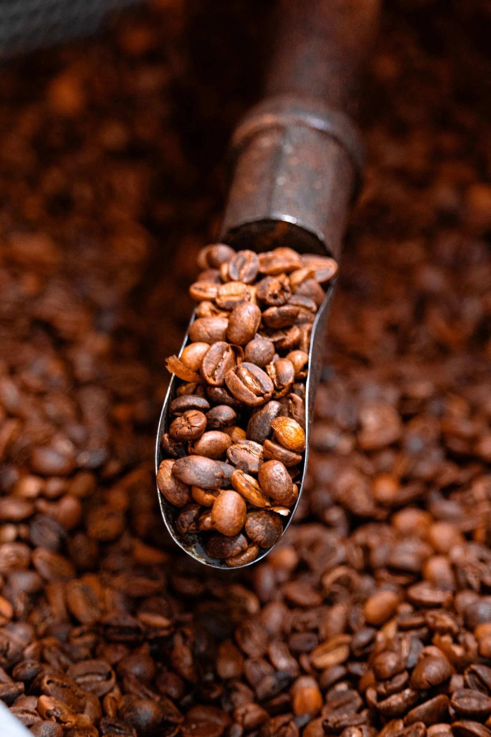 Freshly roasted dark brown coffee beans in a clear container