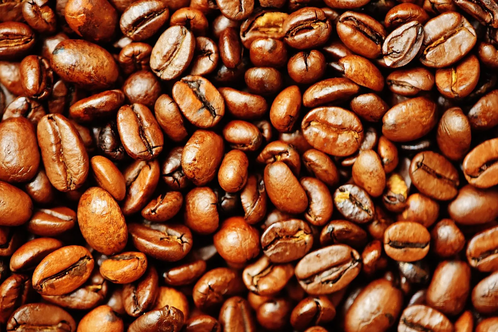 Array of roasted coffee beans showing progression from light cinnamon to dark brown