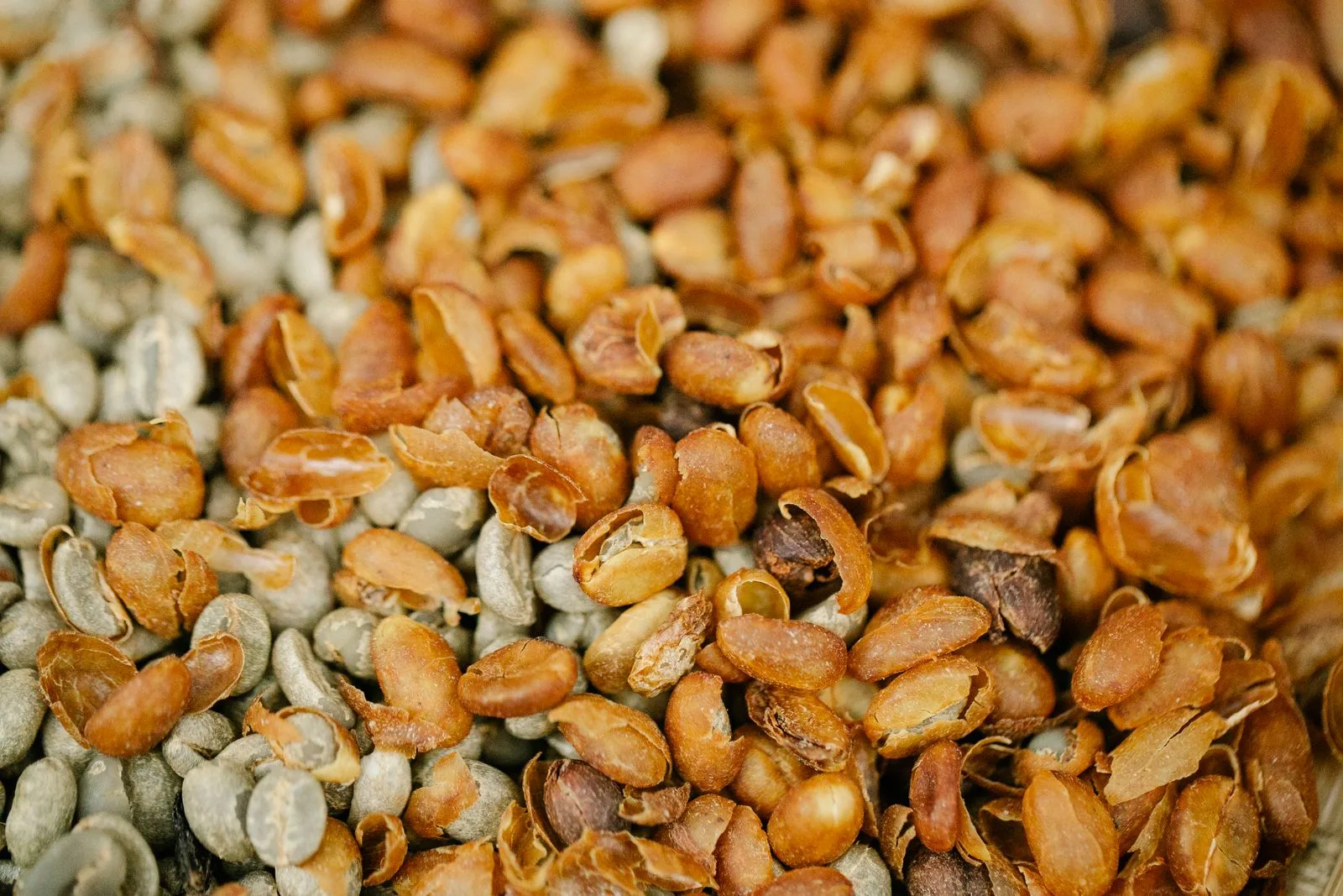 Close-up of raw green coffee beans before roasting and decaffeination
