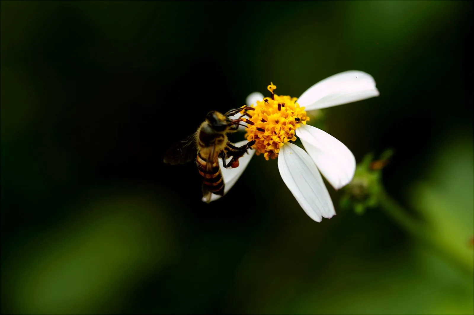 Photograph related to The ratio the center